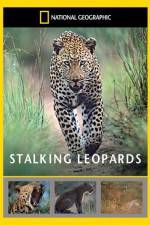 Watch National Geographic: Stalking Leopards Megavideo