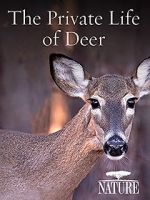 Watch The Private Life of Deer Megavideo