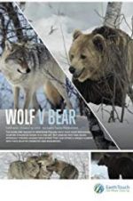 Watch Wolf vs Bear Megavideo