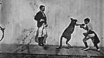 Watch The Boxing Kangaroo (Short 1896) Megavideo