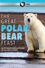 Watch The Great Polar Bear Feast Megavideo