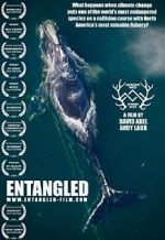 Watch Entangled: The Race to Save Right Whales from Extinction Megavideo