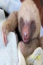 Watch Too Cute! Baby Sloths Megavideo