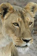 Watch Last Lioness: National Geographic Megavideo