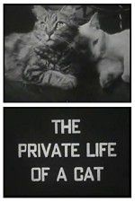 Watch The Private Life of a Cat Megavideo