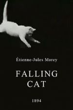 Watch Falling Cat Megavideo