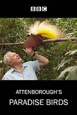 Watch Attenborough's Paradise Birds Megavideo