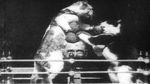 Watch The Boxing Cats (Prof. Welton\'s) Megavideo