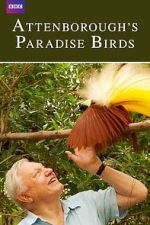 Watch Attenborough's Paradise Birds Megavideo