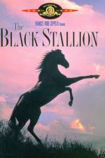 Watch The Black Stallion Megavideo