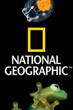 Watch National Geographic Wild Dam Beavers Megavideo