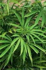 Watch Cannabis Whats The Harm Part 1 Megavideo