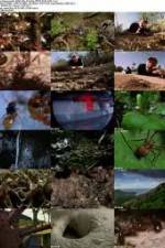 Watch National Geographic Wild - City Of Ants Megavideo