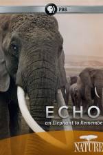 Watch Echo: An Elephant to Remember Megavideo