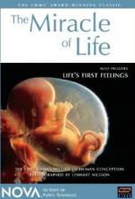 Watch The Miracle of Life Megavideo