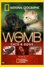 Watch National Geographic In The Womb  Cats Megavideo