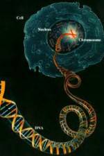 Watch Horizon: Miracle Cure? A Decade of the Human Genome Megavideo