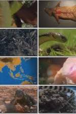 Watch National Geographic Wild : Deadliest Animals Asia Pacific Megavideo