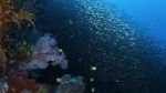 Watch Wild Window: Bejeweled Fishes Megavideo