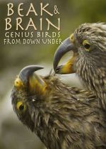 Watch Beak & Brain - Genius Birds from Down Under Megavideo