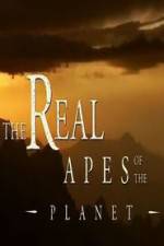 Watch The Real Apes of the Planet Megavideo