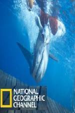 Watch National Geographic Shark Men Surfs Up Megavideo