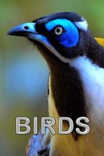 Watch Birds (Short 2021) Megavideo