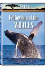 Watch Fellowship Of The Whales Megavideo