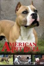 Watch American Pit Bull Megavideo