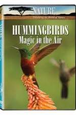 Watch Hummingbirds Magic in the Air Megavideo