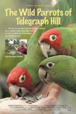 Watch The Wild Parrots of Telegraph Hill Megavideo