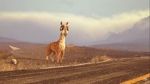 Watch Caminandes: Llama Drama (Short 2014) Megavideo