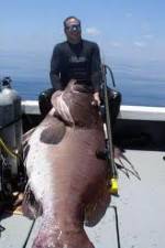 Watch National Geographic: Monster Fish - Nile Giant Megavideo