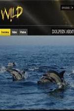Watch National Geographic Wild Dolphin Army Megavideo