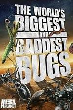 Watch Worlds Biggest and Baddest Bugs Megavideo