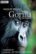 Watch Gorilla Revisited with David Attenborough Megavideo