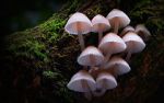 Watch Fungi: The Web of Life Megavideo