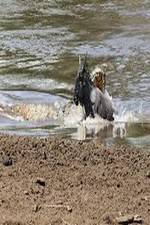 Watch National Geographic Wild Blood River Megavideo