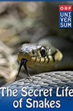 Watch The Secret Life of Snakes Megavideo