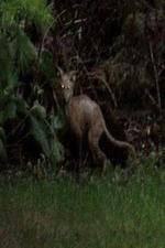 Watch National Geographic Hunt For El Chupacabra Megavideo