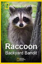 Watch Raccoon: Backyard Bandit Megavideo