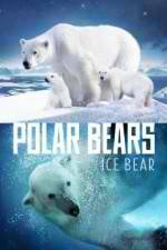 Watch Polar Bears Ice Bear Megavideo