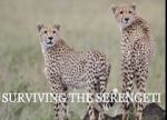 Watch Surviving the Serengeti Megavideo