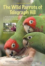 Watch The Wild Parrots of Telegraph Hill Megavideo