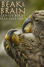 Watch Beak & Brain - Genius Birds from Down Under Megavideo