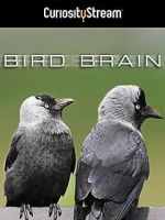 Watch Bird Brain Megavideo