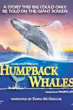 Watch Humpback Whales Megavideo