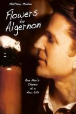 Watch Flowers for Algernon Megavideo