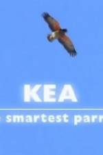 Watch Kea - The Smartest Parrot Megavideo