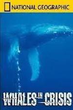 Watch National Geographic: Whales in Crisis Megavideo